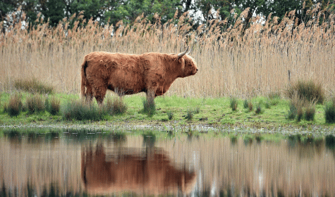 Kuh in den Fenlands